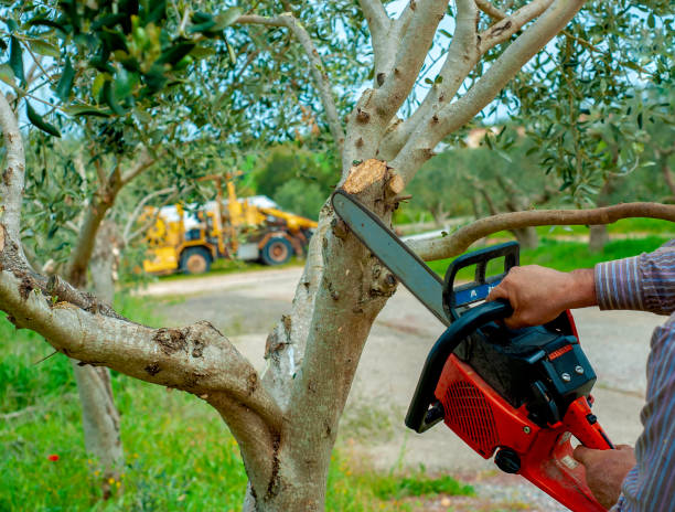 Best Affordable Tree Cutting  in Derry, PA